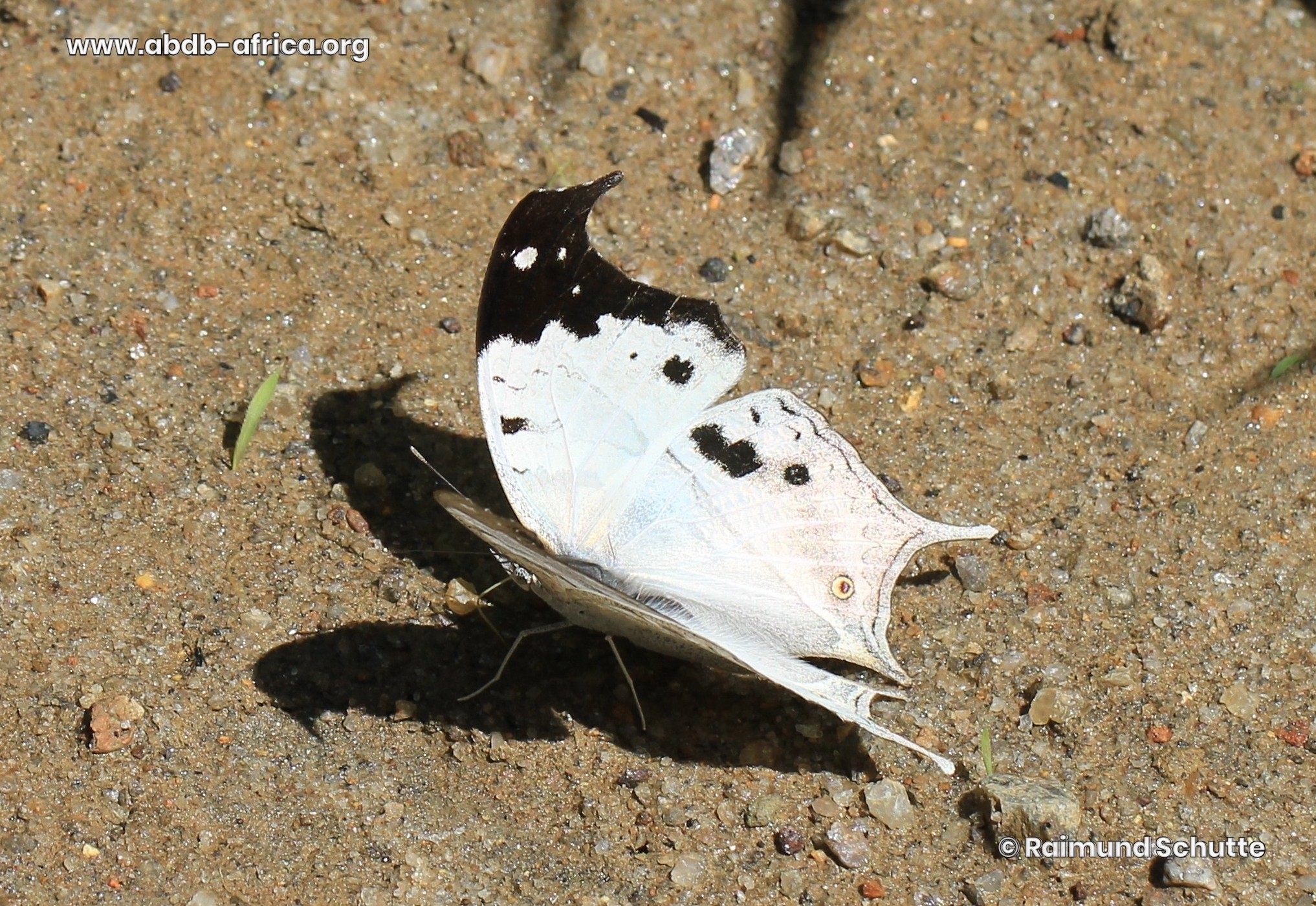 Protogoniomorpha anacardii (Linnaeus, 1758)